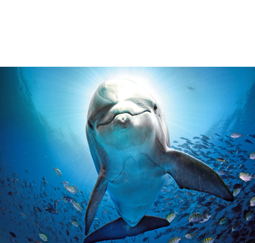 MGM-GRD-obenWEISS477-delf-1 RZz