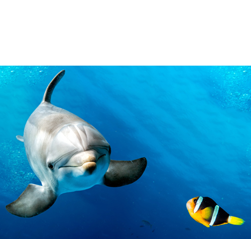 MGM-GRD-obenWEISS477-delf-2 RZz