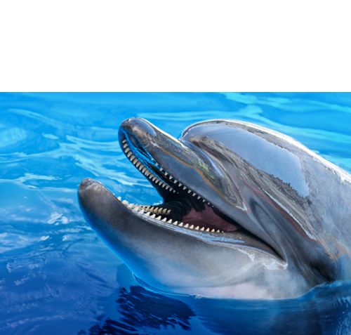 MGM-GRD-obenWEISS477-delf-3 RZz