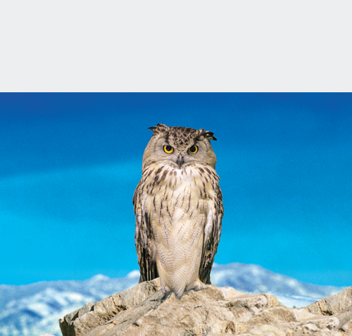 MGM-GRD-obenWEISS477-eule RZ ed