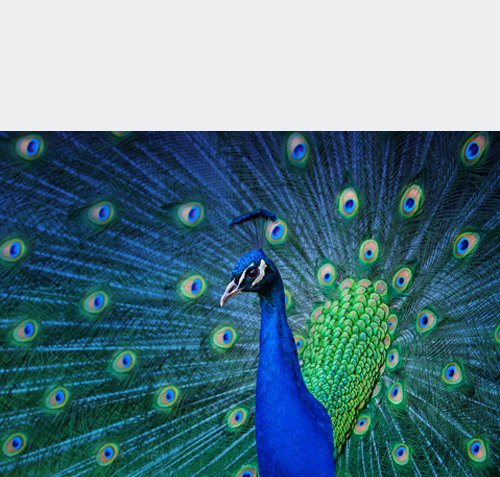 MGM-GRD-obenWEISS477-pfau RZz ed